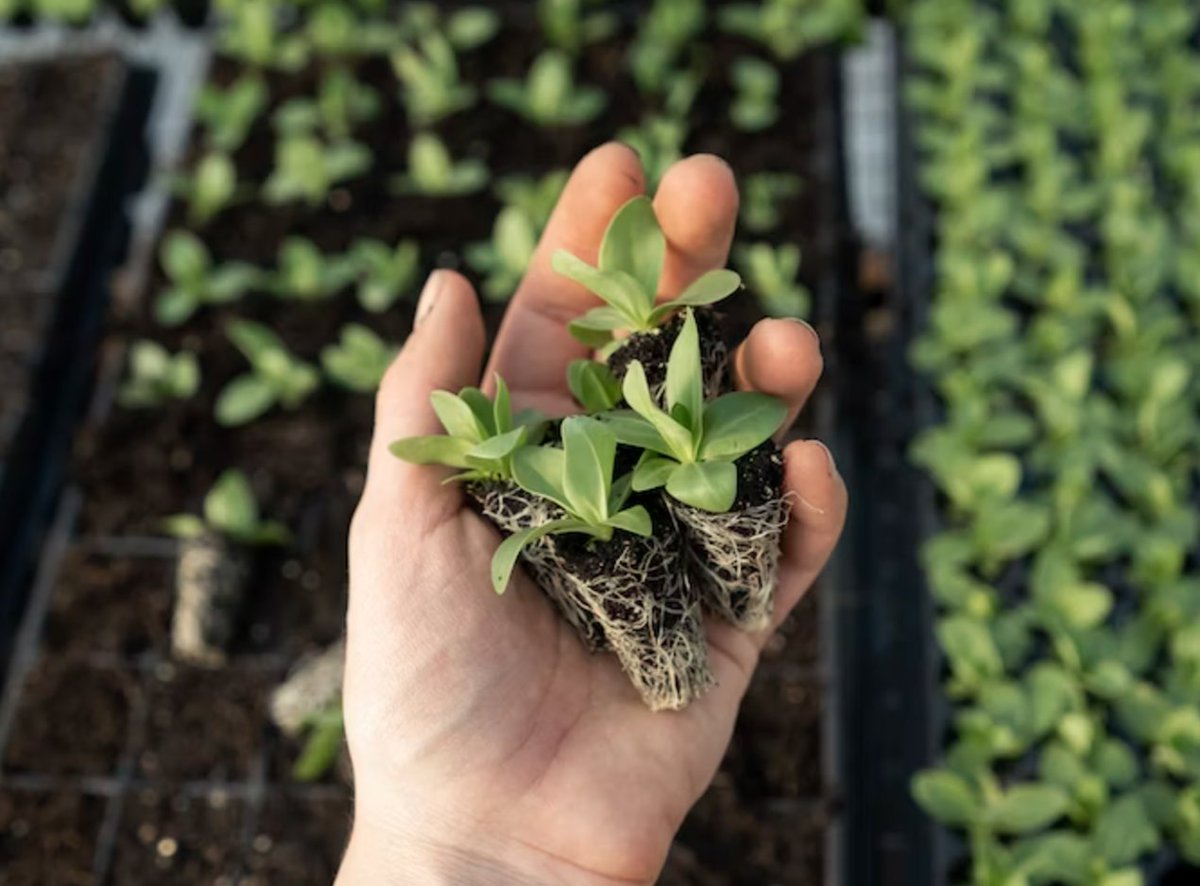 ElsWorks's tweet photo. Recruiting top-notch #agriculture workers is no easy feat, and we want to understand the challenges you face. 

So, tell us, what is your biggest challenge when it comes to recruiting agriculture workers? 👇 https://t.co/sCHddEtxpW