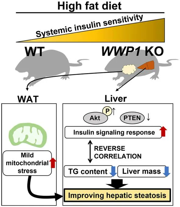 FEBSOpenBio's tweet photo. 🐁Systemic depletion of WWP1 improves insulin sensitivity and lowers triglyceride content in the liver of obese mice
🔗https://t.co/j7VQ1iwwAX
#WWP1 #InsulinSignaling #GlucoseMetabolism #MetabolicDysfunction https://t.co/wSRwBYqNKg