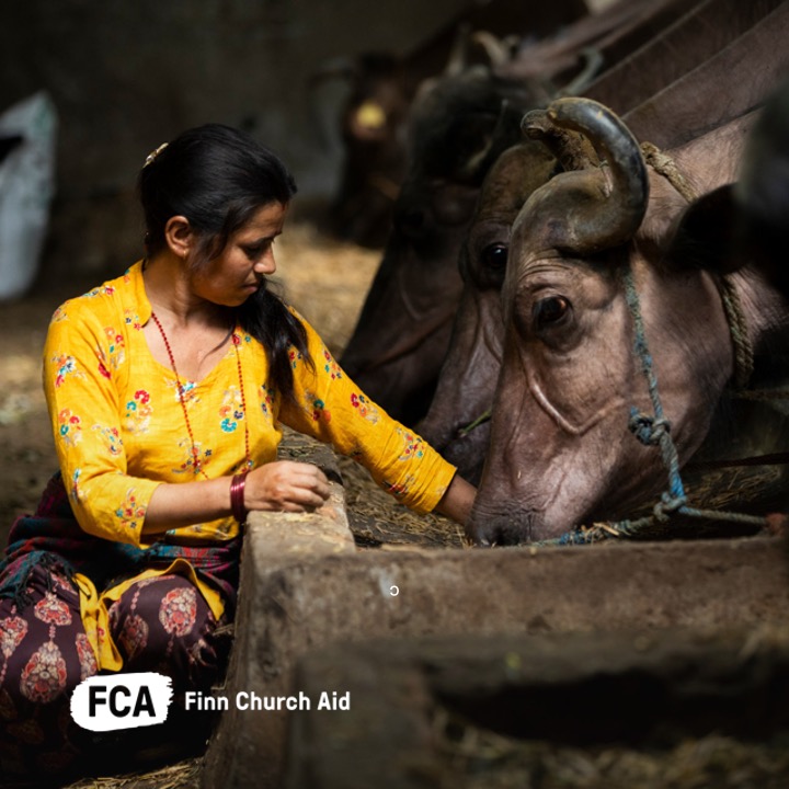 FCA_global's tweet photo. Kaushila's buffalo are incredibly precious to her. They support her family of six &amp; pay for her children's education.

We &amp; @NaistenPankki support women's cooperatives in #Nepal that provide loans for improving farming businesses, like Kaushila's. 

#Right2Livelihood https://t.co/1cj1pgjRB9