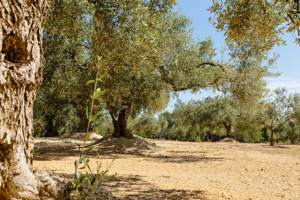 Bon dia des dels jardins d'oliveres de #lAmpolla 🫒 😍

Informa't de les rutes que pots fer 🚶🌿 bit.ly/3l7adLq

@lampollaturisme @terresebretur @VilesFlorides #vilesflorides #deltadelebre #ReservadelaBiosfera #VilesMarineres #catalunyaexperience