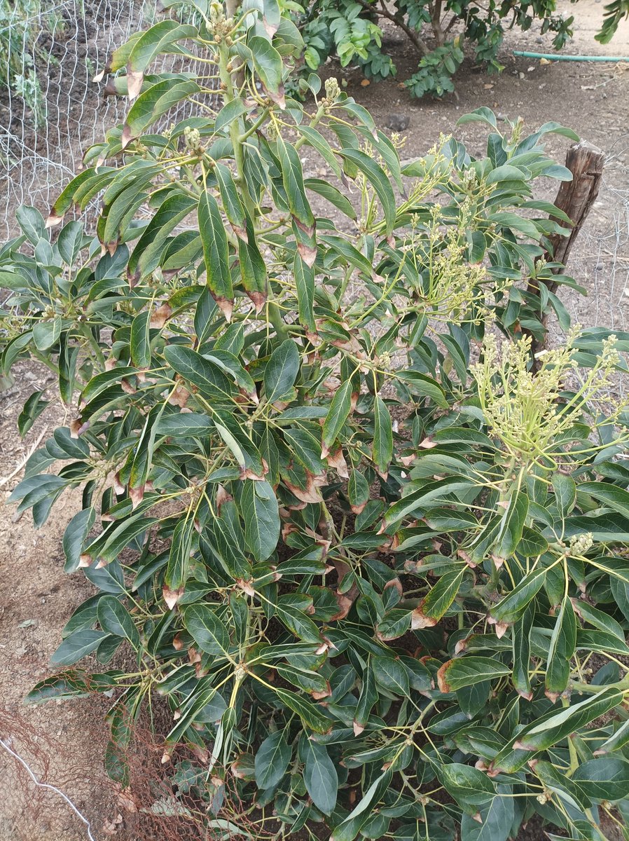 Did you know avocados are so sensitive to salinity? 
"When water is lost through the leaf stomata (transpiration), the salts remain within. Overtime the chloride level builds up causing the leaf tissue to start dying from the top."