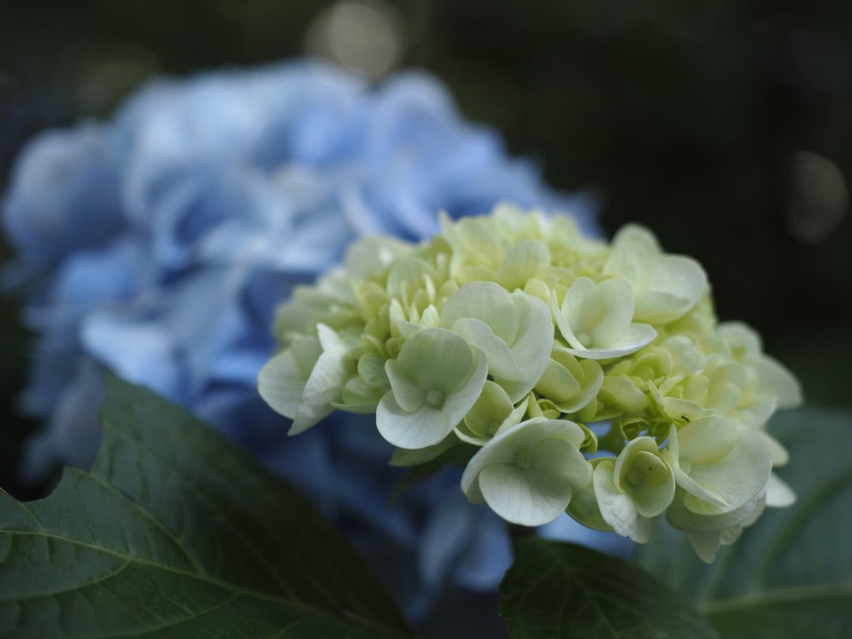 #御裳神社 の肝心の #紫陽花 アップしてなかった！
#花写真
#写真好きな人と繋がりたい
#カメラ好きな人と繋がりたい
#カメラ初心者 #om5 #撮って出しjpeg