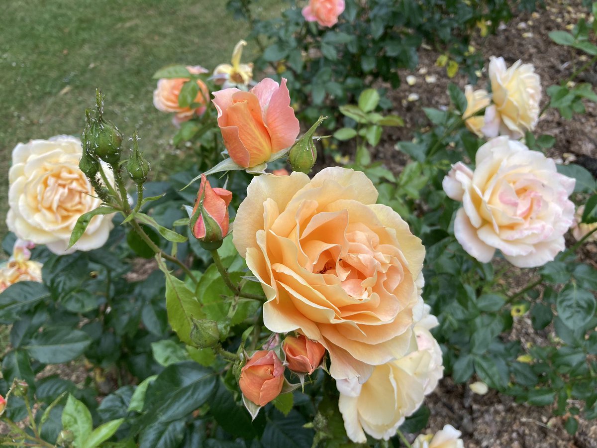 Thank you @SouthamptonCit2 for keeping the rose gardens blossoming!