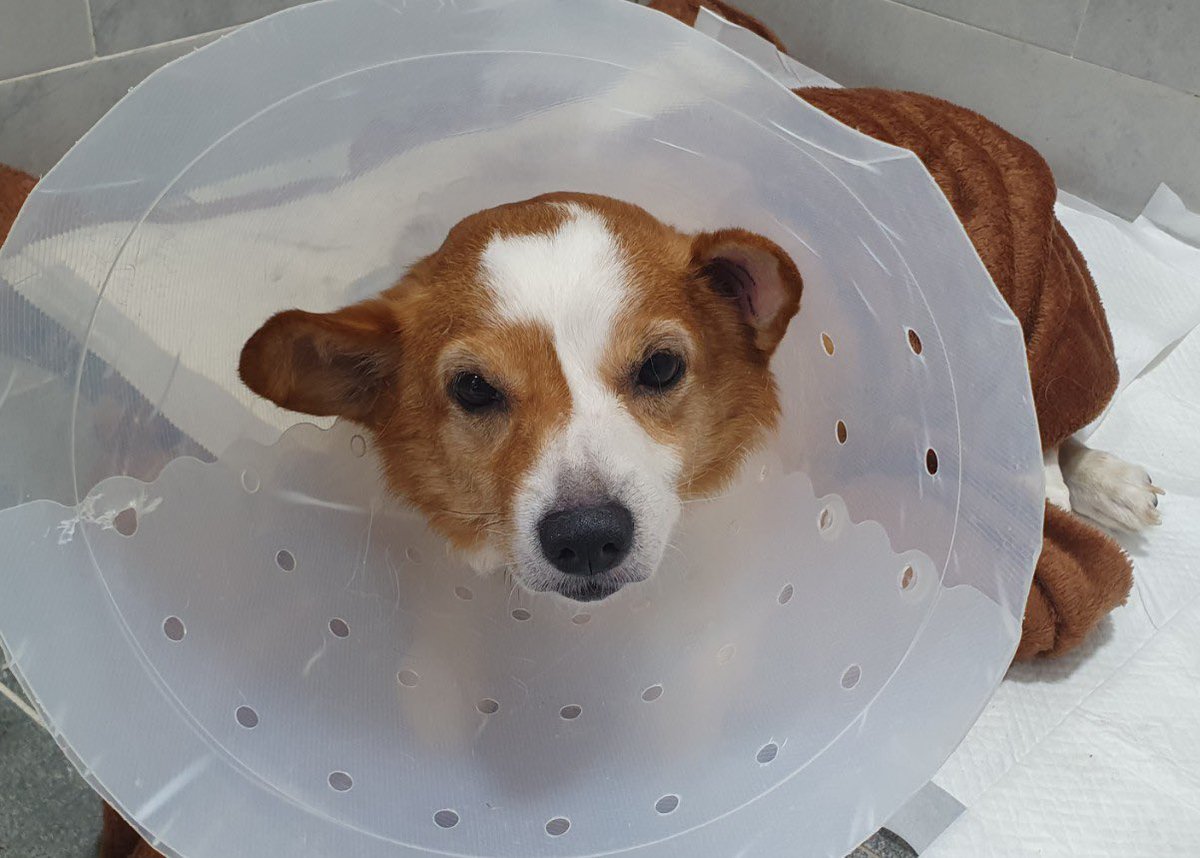 내새꾸 수술 잘 견뎌내고, 지금은 회복 중…❤️‍🩹
좀만 기둘려, 누나가 쪼리 만나러 갈게..!!