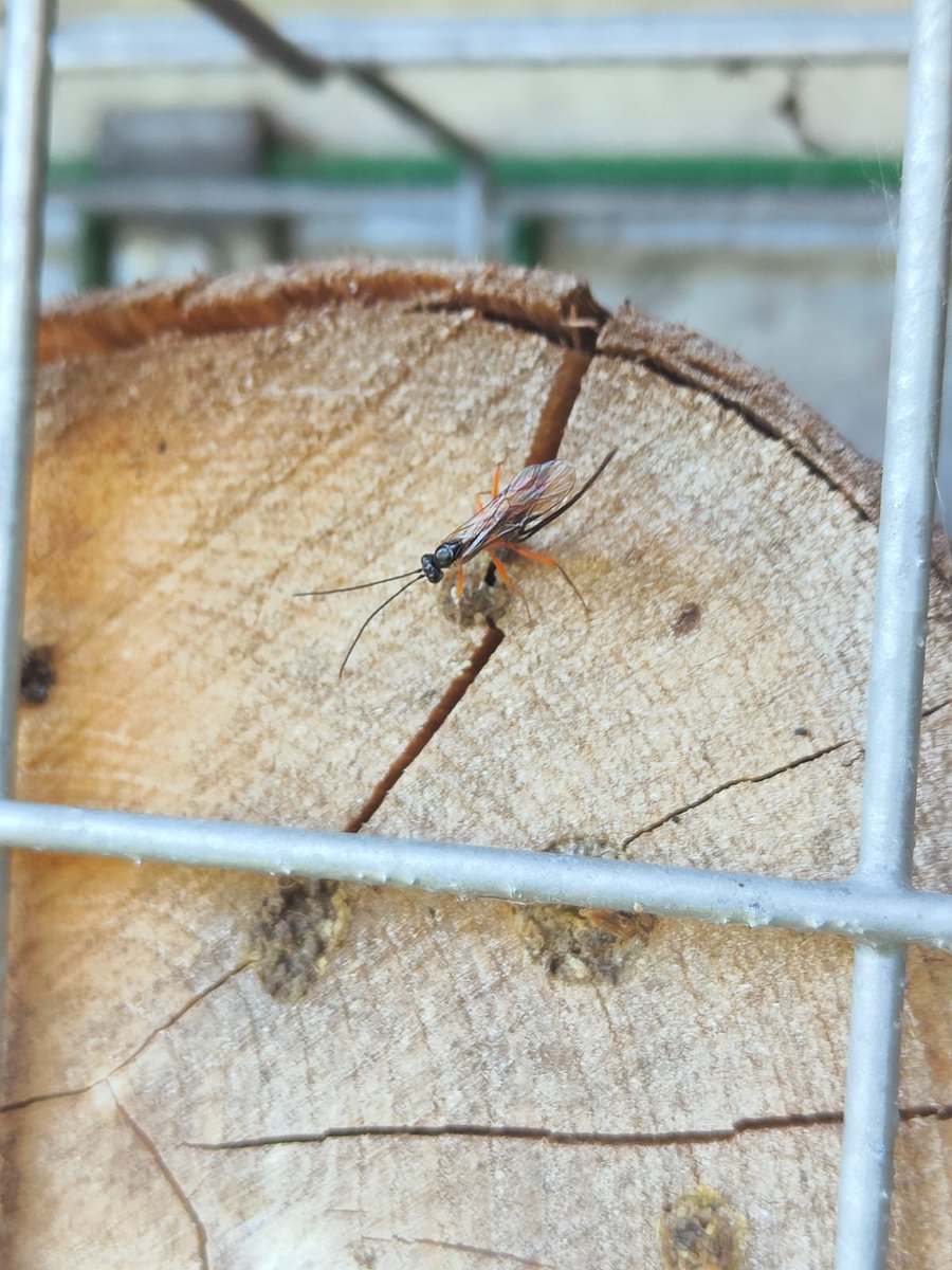 Landscaping Solutions tweet media