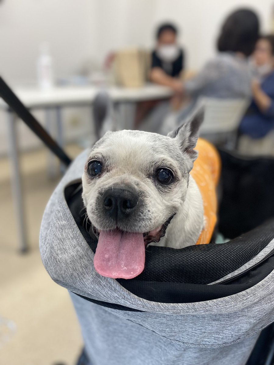 眼科の定期検診ですよ〜🏥
興奮してるけどおりこうだったね🤗ｴﾗｲ

 #ボストンテリア #bostonterrier #鼻ぺちゃ
 #犬のいる暮らし #犬のいる幸せ