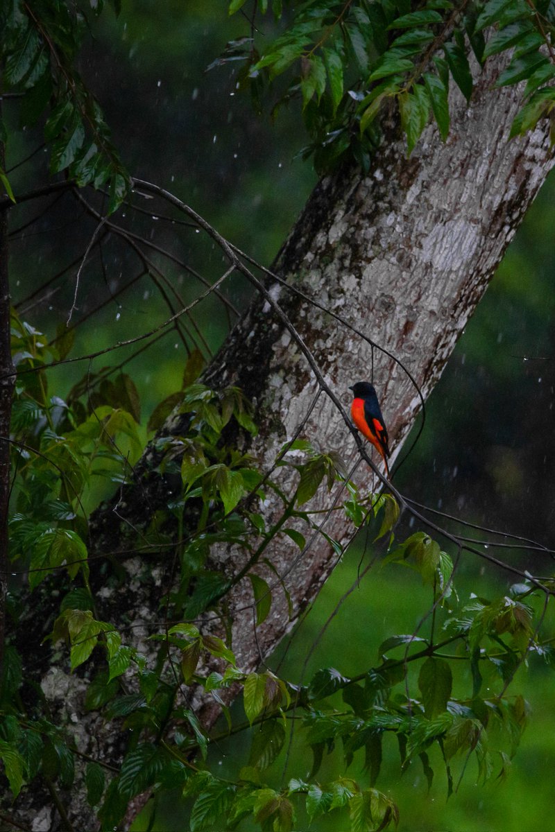 vijay_unique's tweet image. Splash of Joy Minivet enjoys the rain
#birds #nature #TwitterNatureCommunity
#TwitterNaturePhotography
#twitternature #natgeoindia #BBCWildlifePOTD #IncredibleIndia