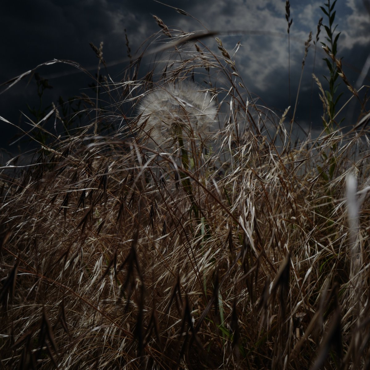 Goat's Beard & Grasses 
Berlin, Tempelhofer Feld. June 2023

The Peace of Wild Things

#UrbanGardens #CityParks #photographer #photograghy #Botanical #UrbanNature #BaumhausSchool #Flora #GardensForTheGardenless