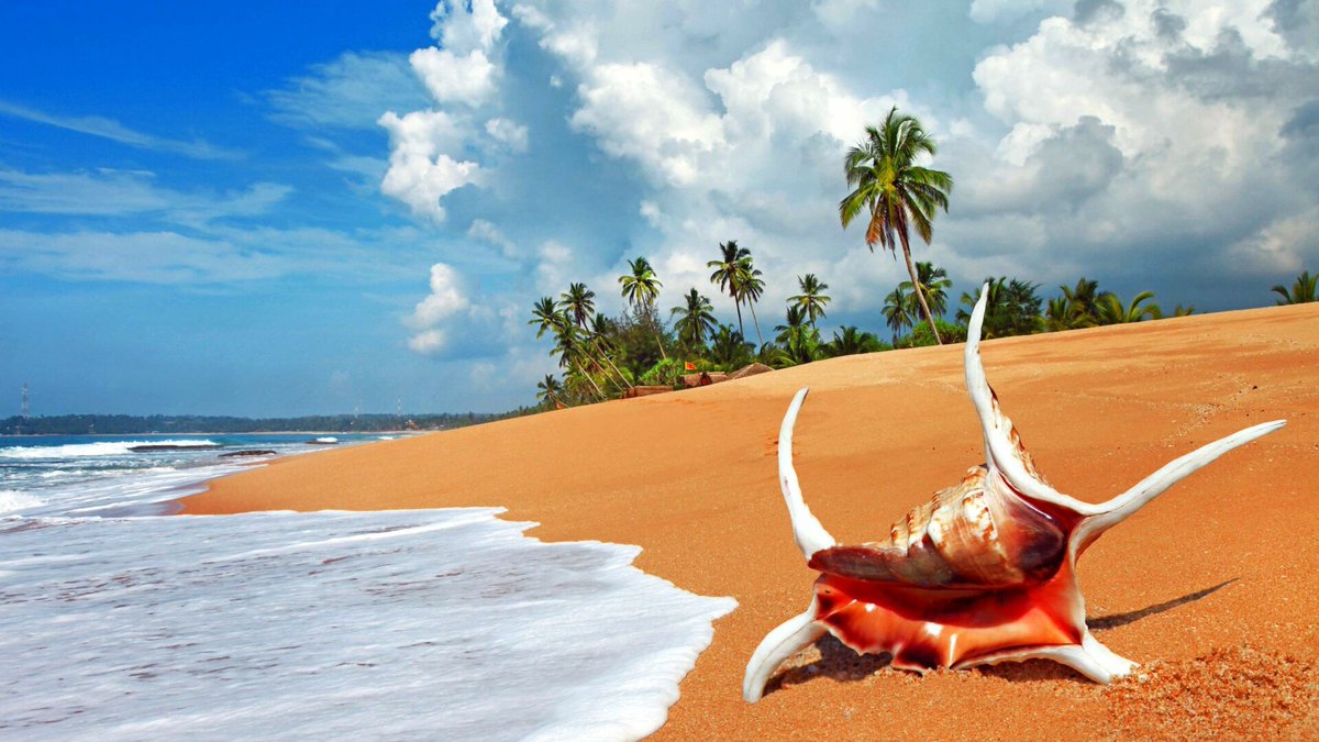 Shell Seekers Rejoice: The World's Top Beaches for Seashell Hunting - caprineli.com/shell-seekers-… #seashellhunting #beachcombing #shellcollecting #beachlife #beachvacation #oceanlove #seashells #beachfinds #coastaldecor #beachtherapy #beachbeauty #beachvibes #beachlover #beacha...