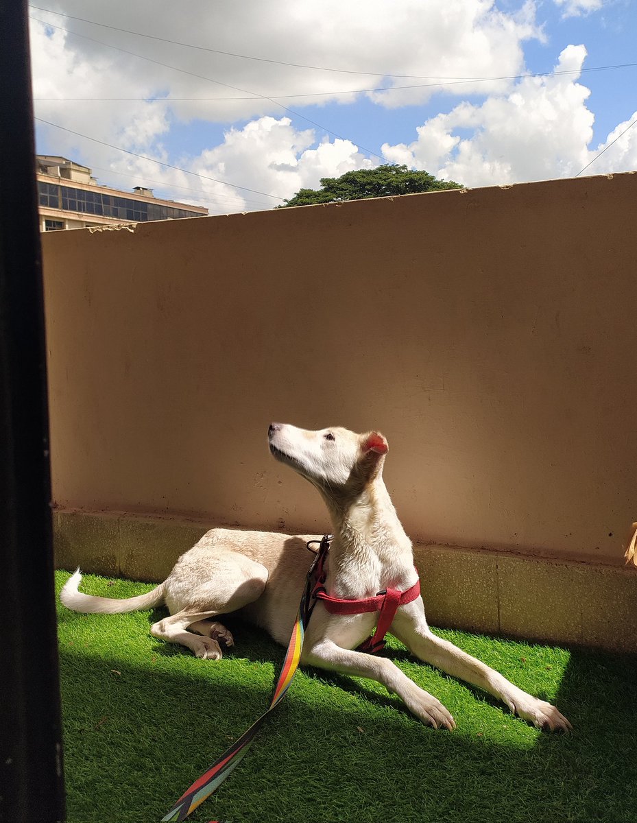 Three years since this queen walked into my home and rocked my world. #HappyGotchaDay