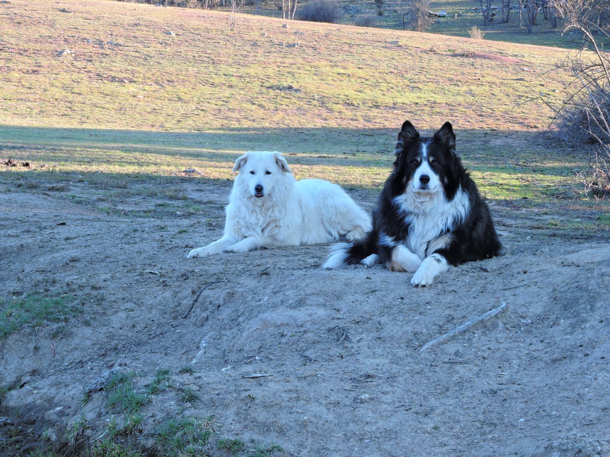 Here are our dogs having a lazy day, Maremma Sheepdog & Border Collie  x Samoyed.