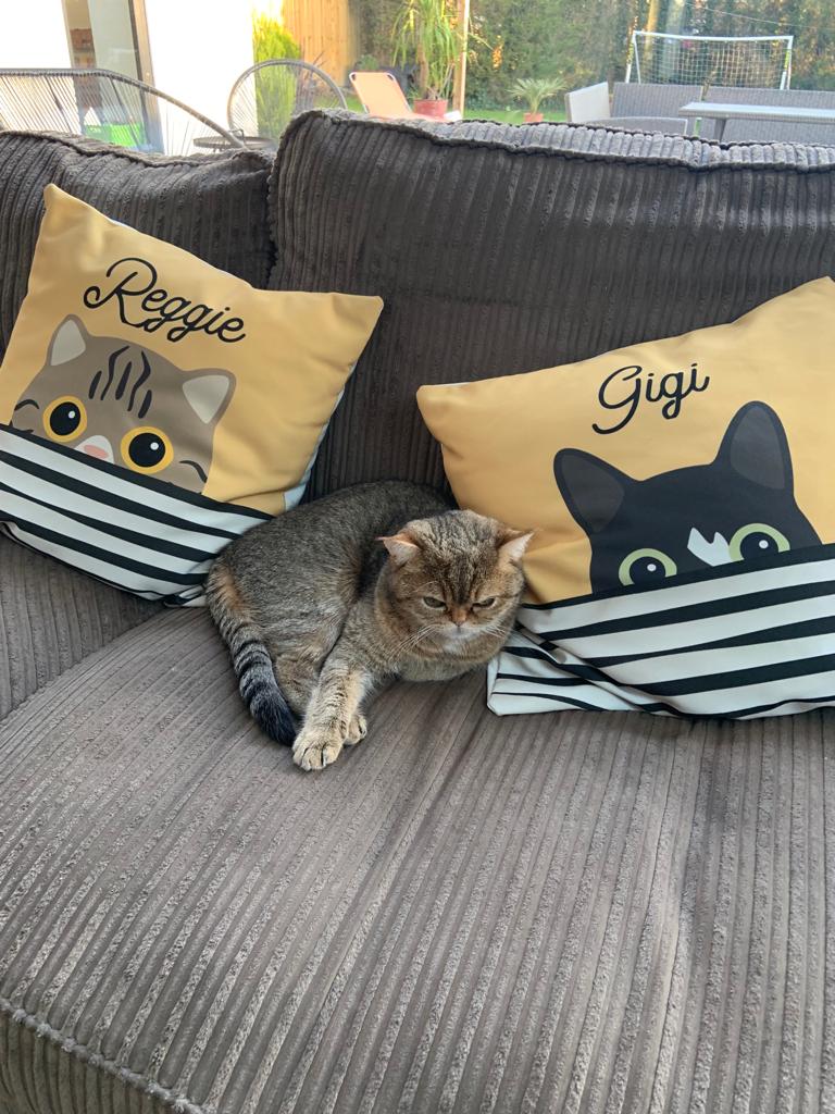 MarcusCoplious's tweet photo. @CopmanthorpeSch @CopmanthorpePC @copcarnival missing cat, beloved family pet named Reggie. He's a house cat so never been out before. Missing from 19 Tadcaster rd sat night/sun morning.He is faun coloured with a distinctive flat nose. He is chipped. If spotted please let me know https://t.co/i5ynY3v3Sc