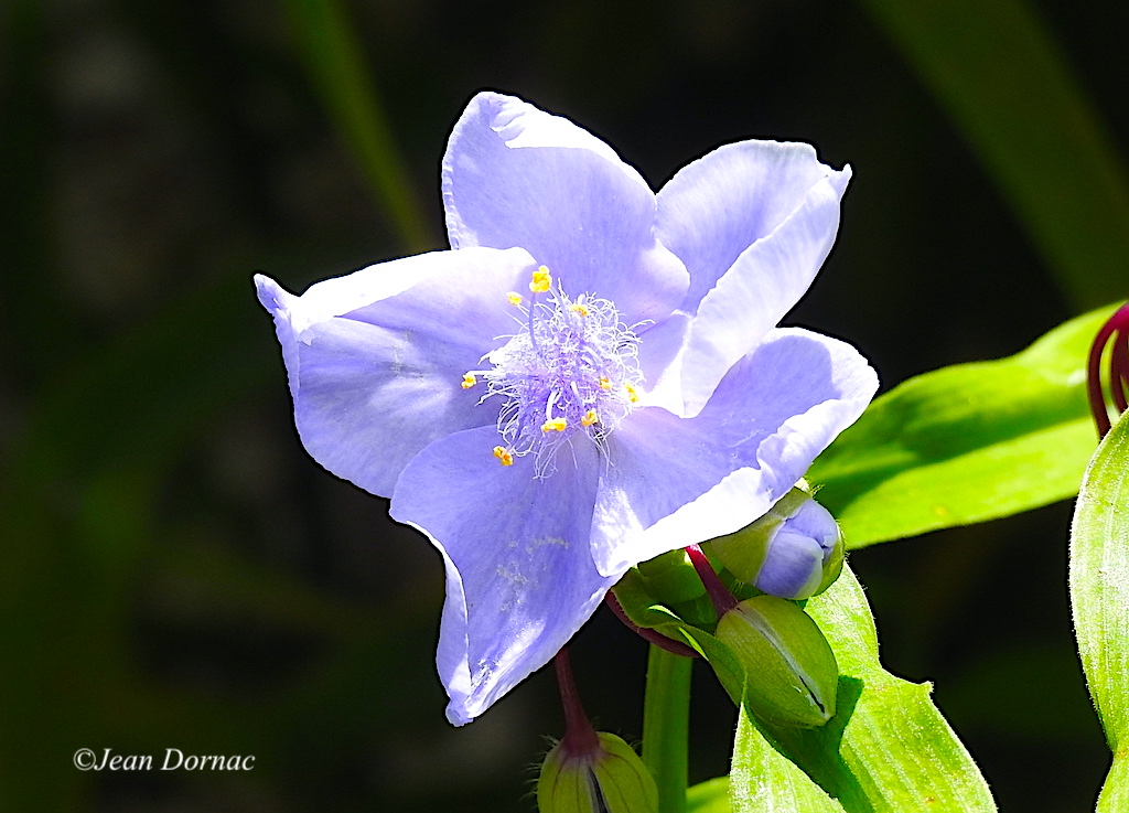 JeanDornac's tweet image. Une autre prise de vue dans un autre angle pour cette sublime éphémère de Virginie, fleur qui me touche par sa délicatesse et sa beauté... #autre #prise #angle #sublime #éphémère #Virginie #fleur #délicatesse #beauté #quai #Aiguillon #Lannion #CôteArmor #Bretagne #France
