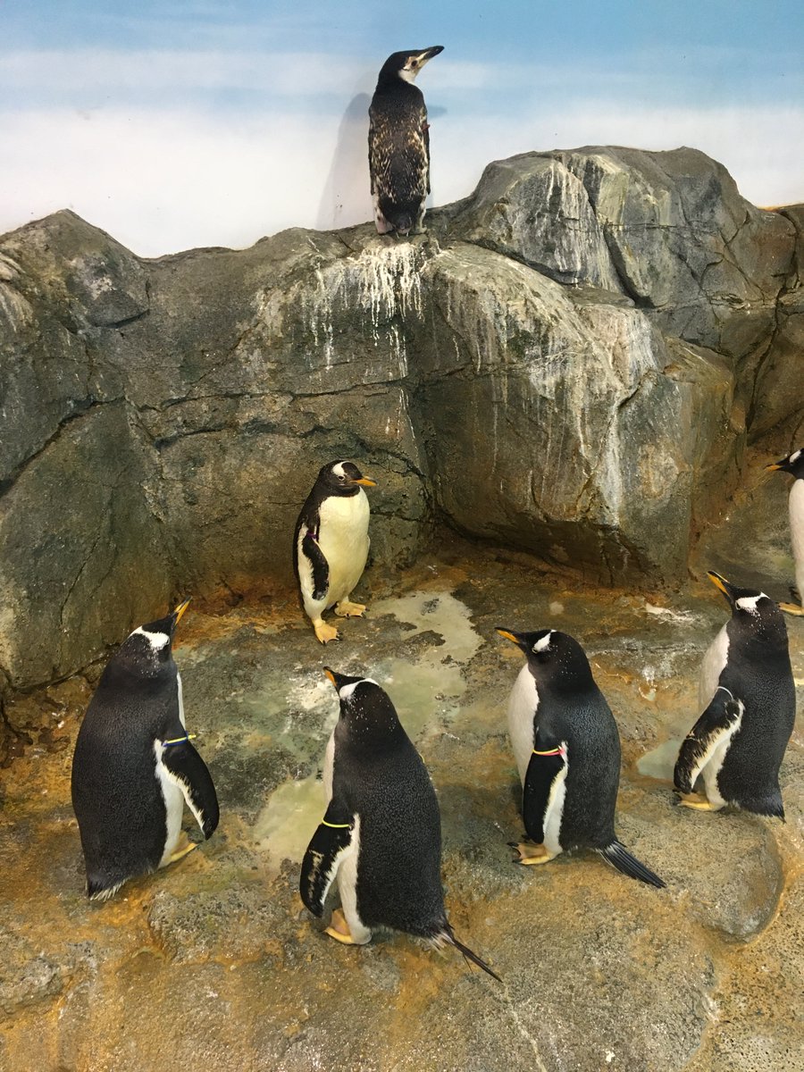 4対1。多勢に無勢です。卑怯だペン！
#長崎ペンギン水族館　#ペンギン　#ジェンツーペンギン　#penguin #aquarium #写真で一言