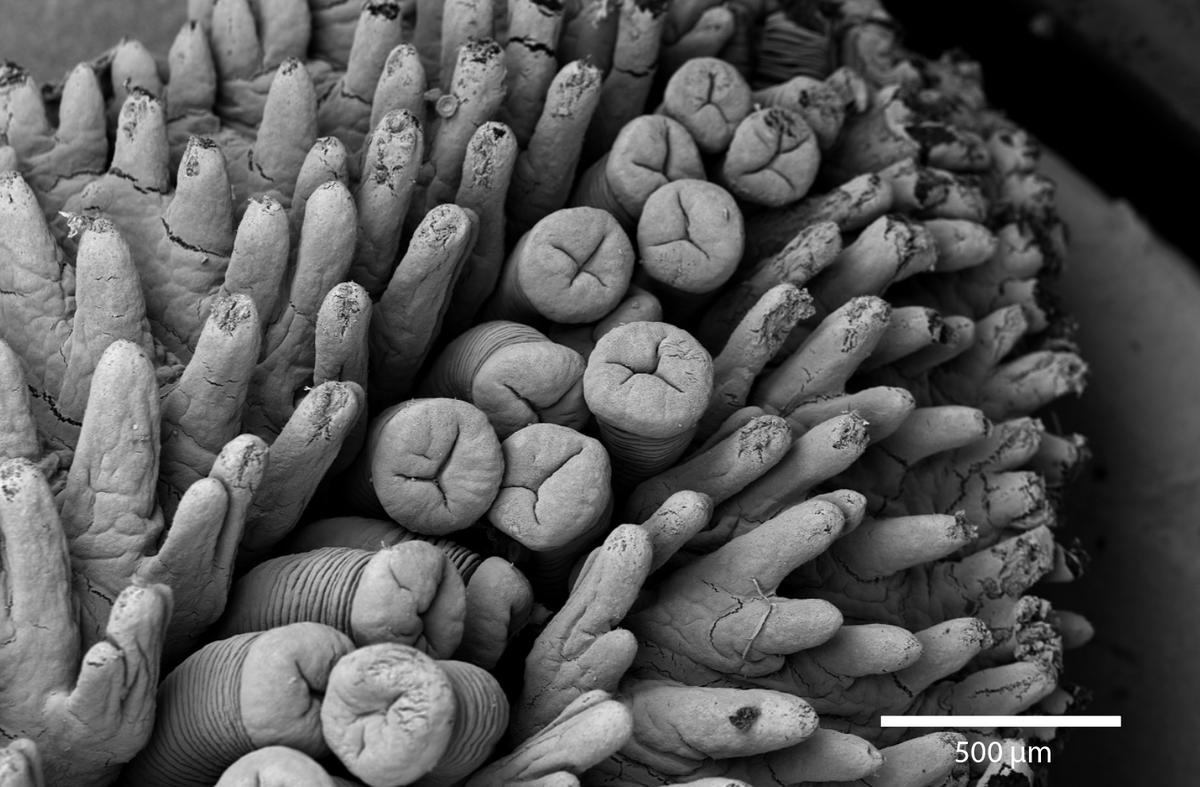 It's time for another #MicroscopyMonday and today we have an #image of #starfish feet taken using secondary #electrons 🌊

Did you know that there are ~2000 known #species of sea star?