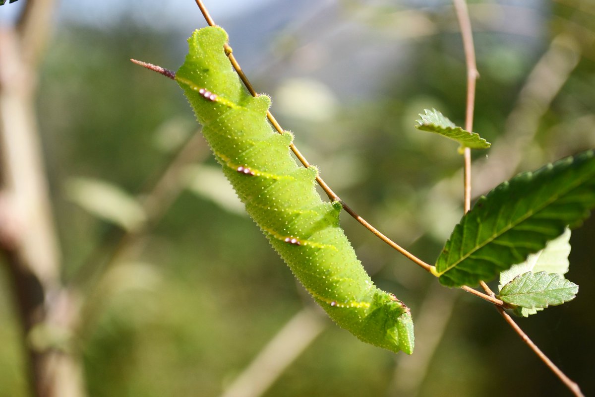Nikon D3100 44mm 
f/5.6 1/640 IOS200