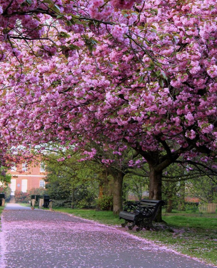 Greenwich Park, London, England 
📸: Olga Vorobjova 
#UnitedKingdom🇬🇧 #England #London #blossom #londonphotography #cherryblossom #greenwich #greenwichpark #beautifuldestinations #traveling #travelphotography