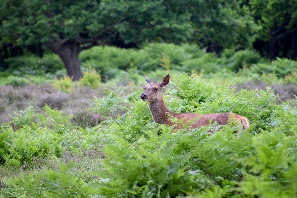 Good morning from the New Forest 🥰🦌🌳 Wishing everyone a wonderful Monday and week ahead 🤗💜🌍🕊️ #Deer #Red #Hind #TwitterNatureCommunity @BritishDeerSoc @Natures_Voice