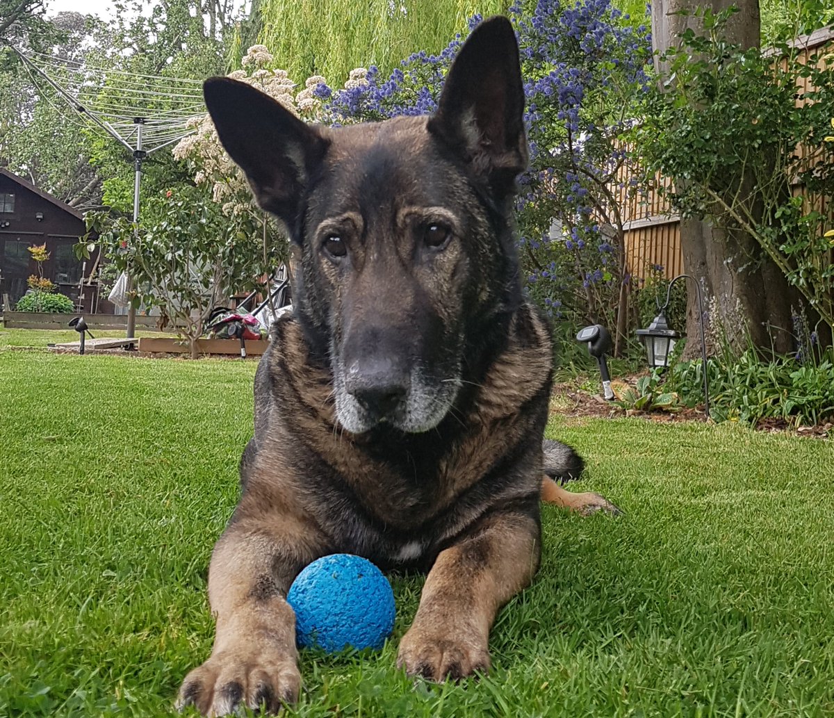 Today we remember RPD Cody
He passed away
19 June 2022
Served 2010-17
Tactical Firearms Support, Public Order
& Passive Attack Dog.
Two Chief Constable Commendations.
Cody retired to live with his handler Mick Finch.
A noble & loyal dog
Police Dog Cody💙🐾
essexretiredpolicedogs.co.uk/in_memorium.ht…