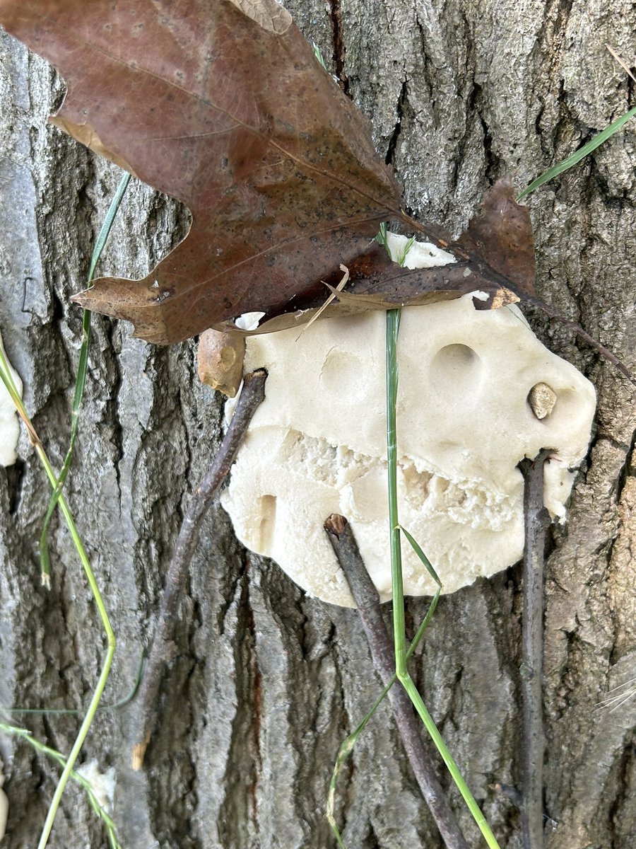 Greenacres tweet media