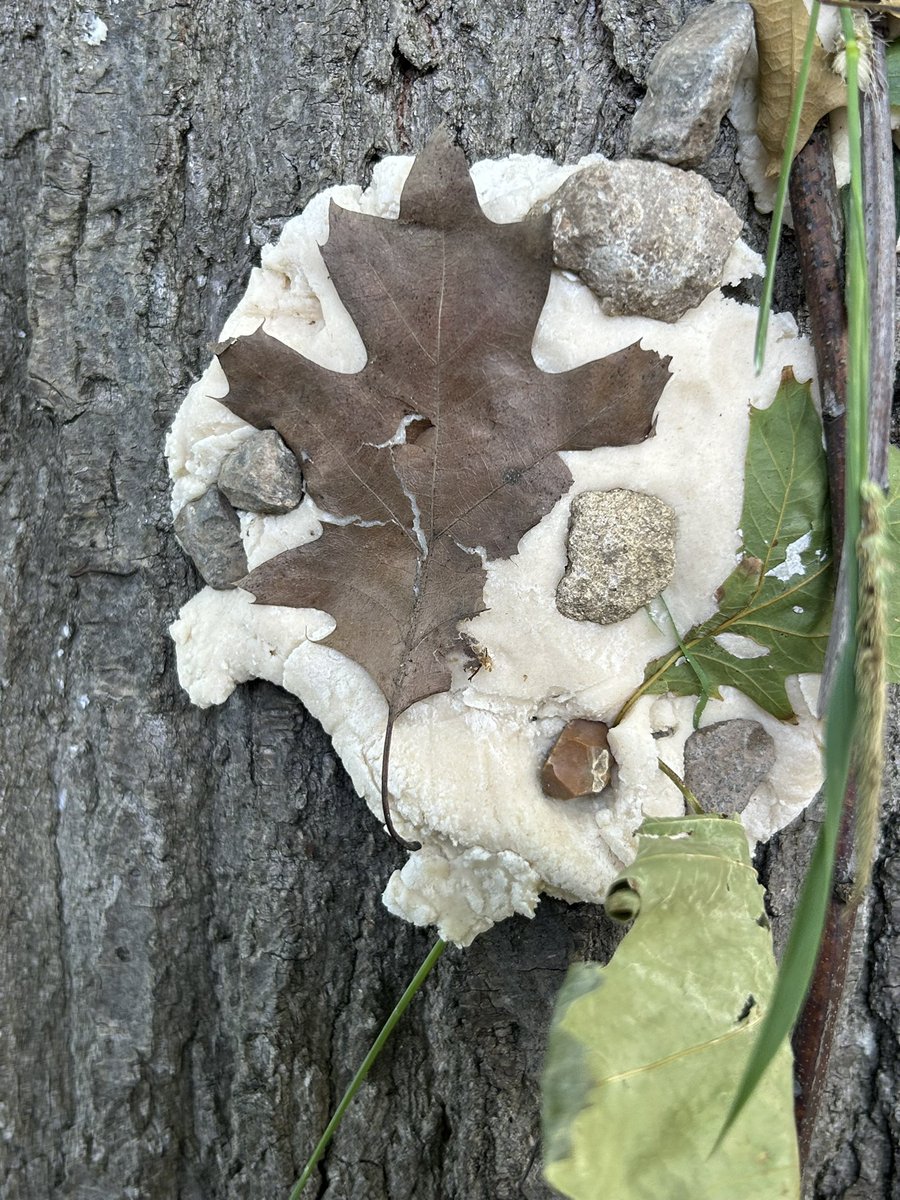 Greenacres tweet media