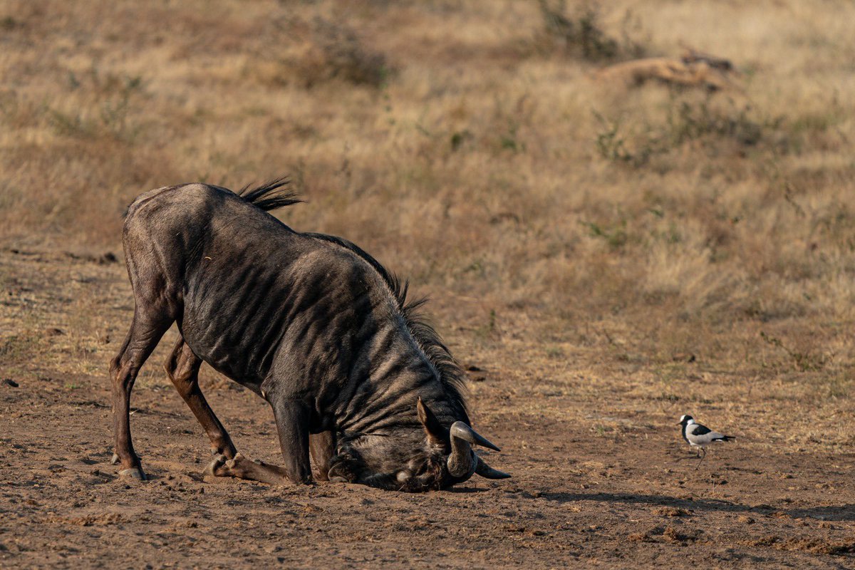 Not another Monday ! This #wildebeest is clearly not happy with the start of the week! #geraldhinde #gamedrive #madikwe