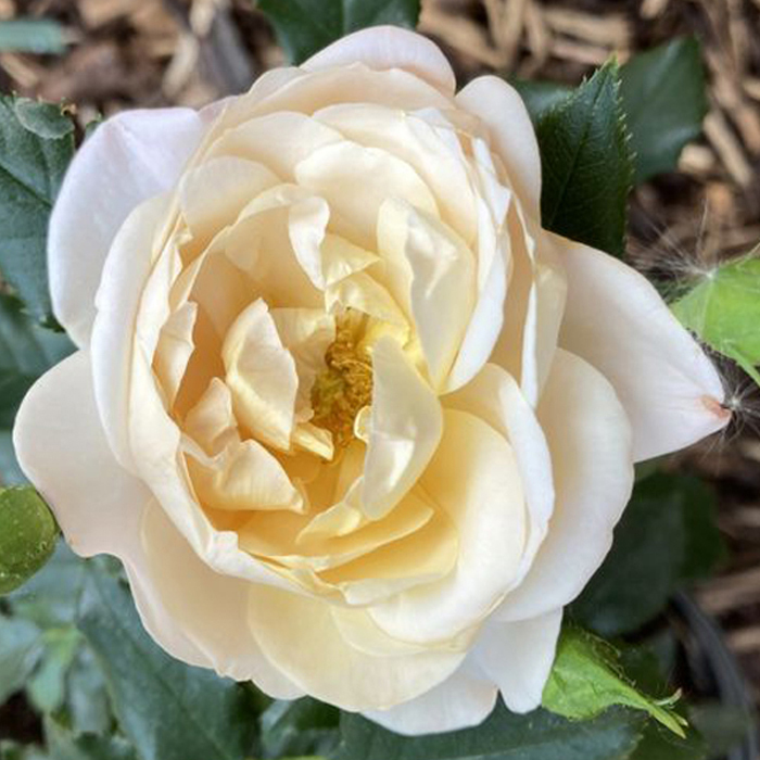 David Domoney tweet media