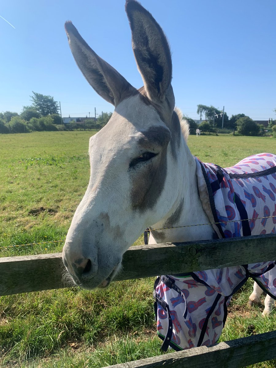 Our Odour Team have been out on site this week conducting #FieldOdourSurveys, enjoying the weather and making some four-legged friends!
If your development requires an #OdourAssessmenplease don’t hesitate to get in touch.