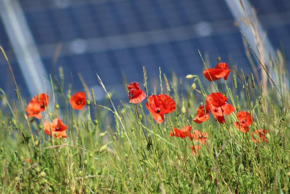 Solar farms can be havens for wildlife, according to research released by @SolarEnergyUK_ - with positive relationships uncovered with plants, invertebrates, birds and mammals. #solar #biodiversity #ecology netzeroeast.uk/index.php/2023…