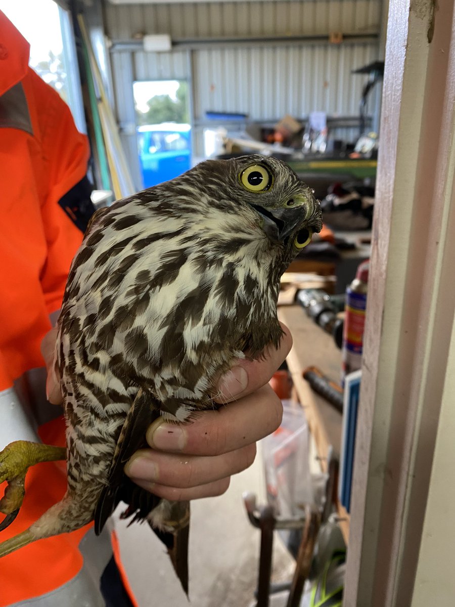 cornishnature's tweet photo. Why is it always a Brown Goshawk that gets caught in our chicken run? Beautiful bird though! https://t.co/ZJ6j47hFbo