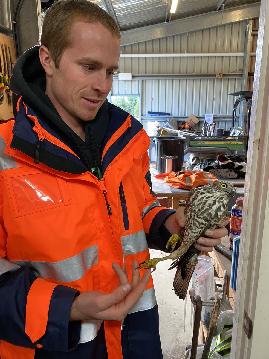 cornishnature's tweet photo. Why is it always a Brown Goshawk that gets caught in our chicken run? Beautiful bird though! https://t.co/ZJ6j47hFbo