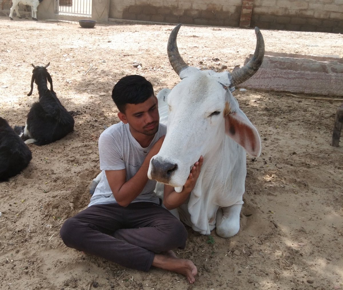 Mukeshbaitu's tweet photo. Drop a pic with Gaumata..!!❣️
#Bugli 🐄 https://t.co/iLYvKK8mZT