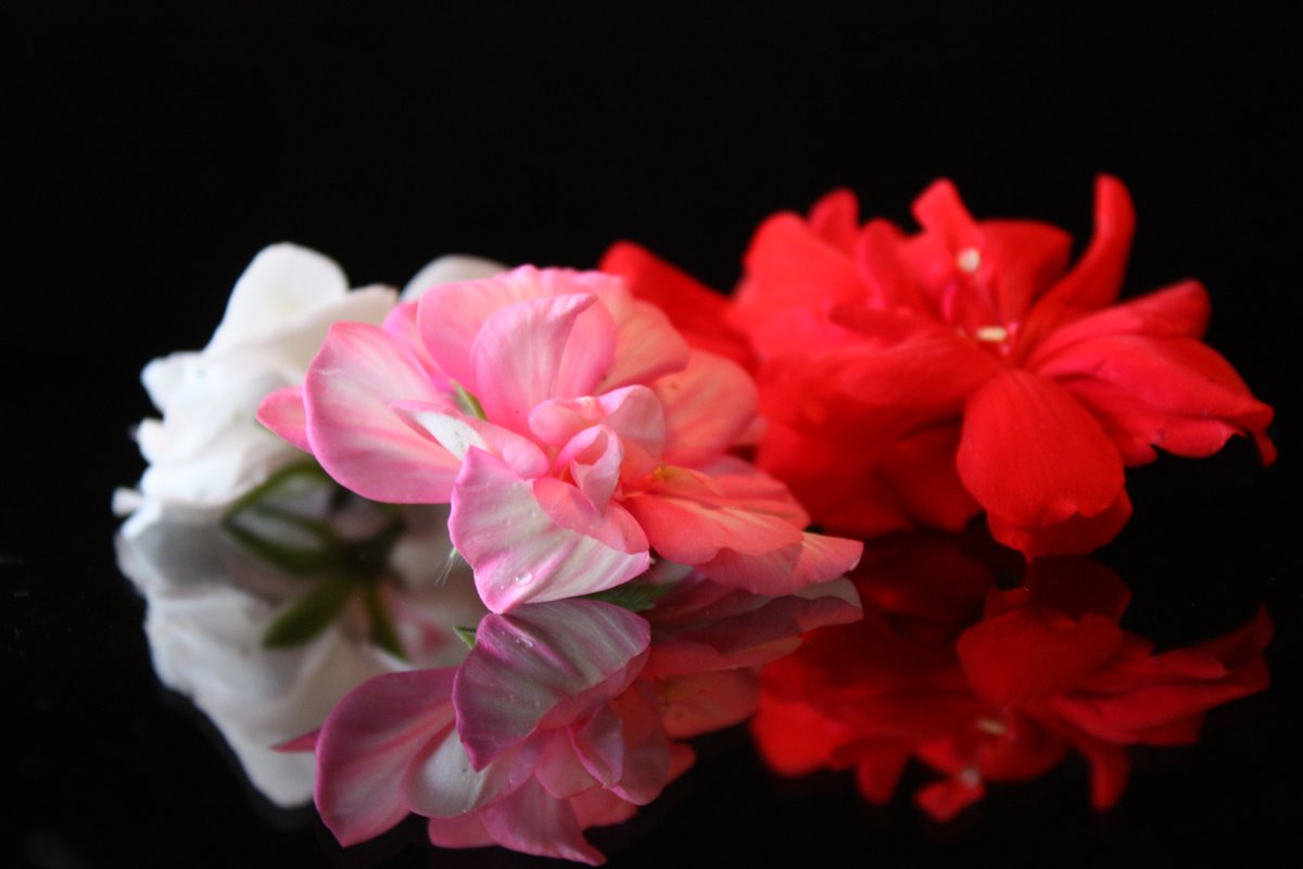 Innoflower tweet media