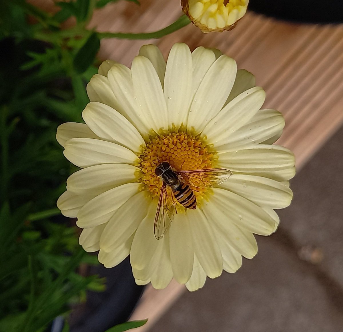 Little companion photo to yesterday's for #insectweek23 🌼🦟💛
#insects #biodiversity #glasgow
#Flowers 
#flowerphotography #TwitterNatureCommunity #plants #gardening #garden #summer #GardeningTwitter #nature #sunshine #NaturePhotography #NatureBeauty #insectweek #peace #hope 🕊