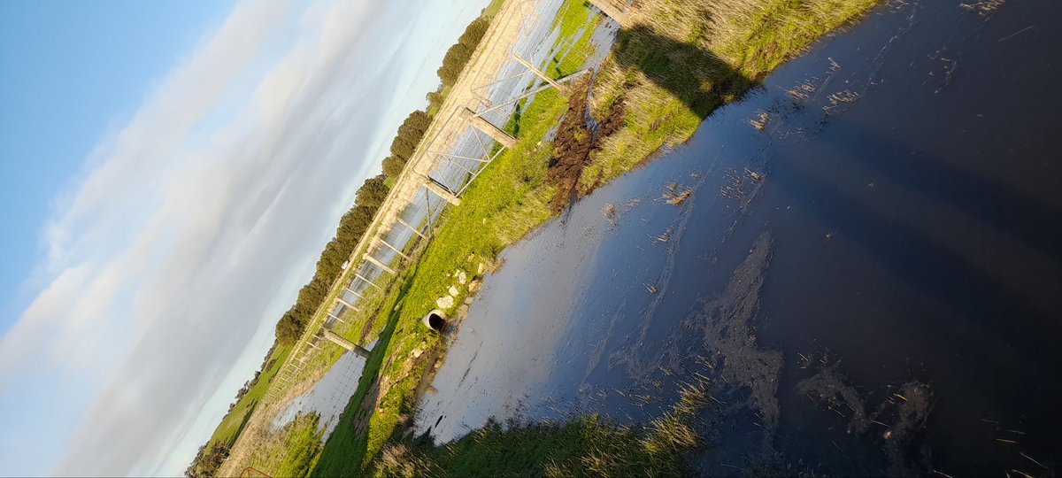 NickEdw90122261's tweet photo. @callowie901 @RichieKirkland2 360mm YTD at Avenue Range. 130mm for June https://t.co/q1uv0mMwHp