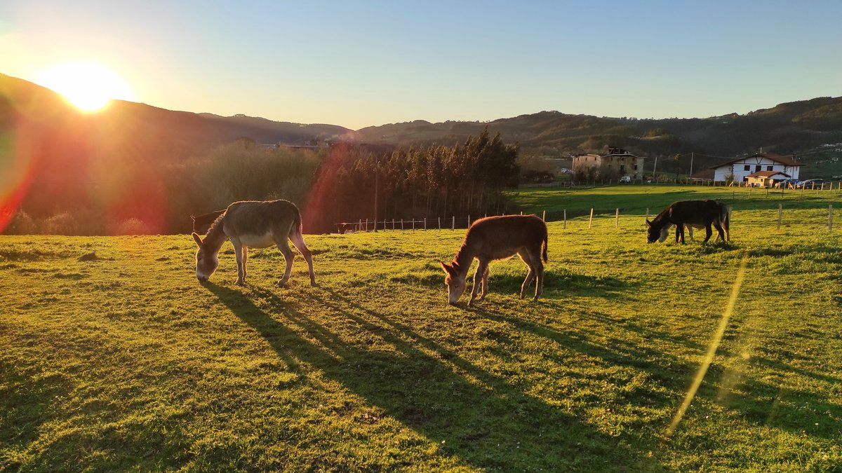 Decided where to spend your summer holidays yet? 🤔

If you're a nature lover we've got lots of destinations perfect for you💚.

Go walking 👣or cycling🚴🏻‍♀️  and enjoy some green holidays🌱 in the Basque Country. 

👉🏻ow.ly/hGaq50ORpJY

#visitbasquecountry #nature