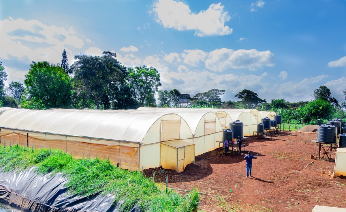 🌱🏭 Step inside the future of farming: the greenhouse of tomorrow! 🌿🏞️ With controlled environments and advanced climate management systems, we're growing crops all year round, regardless of weather conditions. 🥦 #GreenhouseRevolution #YearRoundHarvest