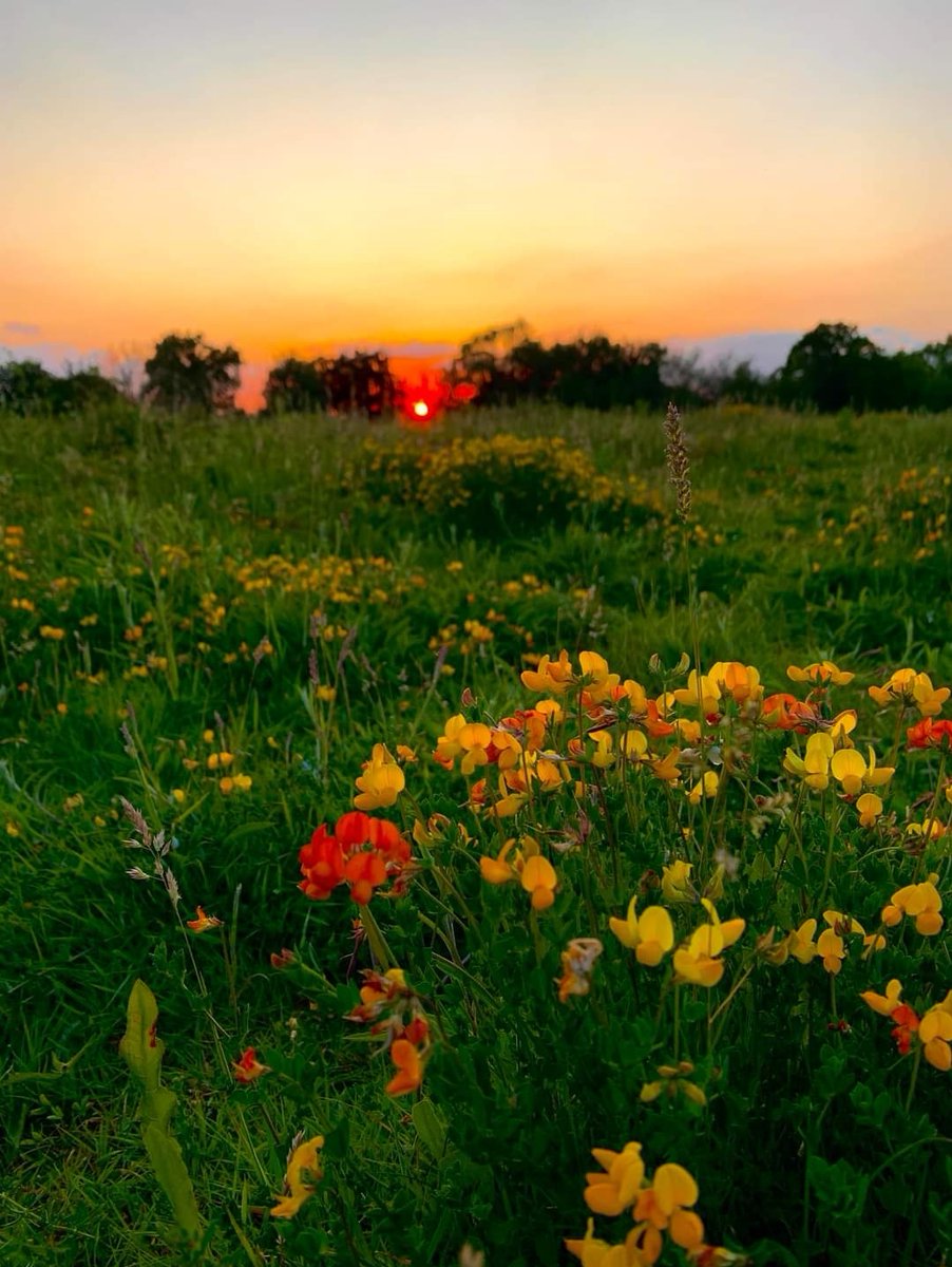 This amazing photo was taken at Bovingdon Brickworks recently. Just another stunning area that The Box Moor Trust includes in it's Estate for all to enjoy.
