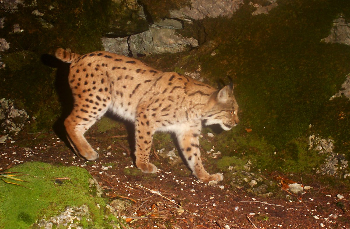 First density estimates for Dinaric lynx - one of the most endangered Eurasian lynx populations in Europe: link.springer.com/article/10.100…  #LifeLynx #InterMuc #CarnivoreEcologyLab <a href="/unilj/">univerzalj</a>