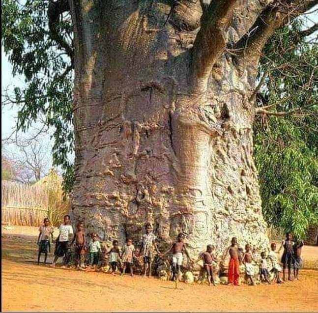 Afrika'da 6000 yaşında olduğu tahmin edilen Baobab ağacı.