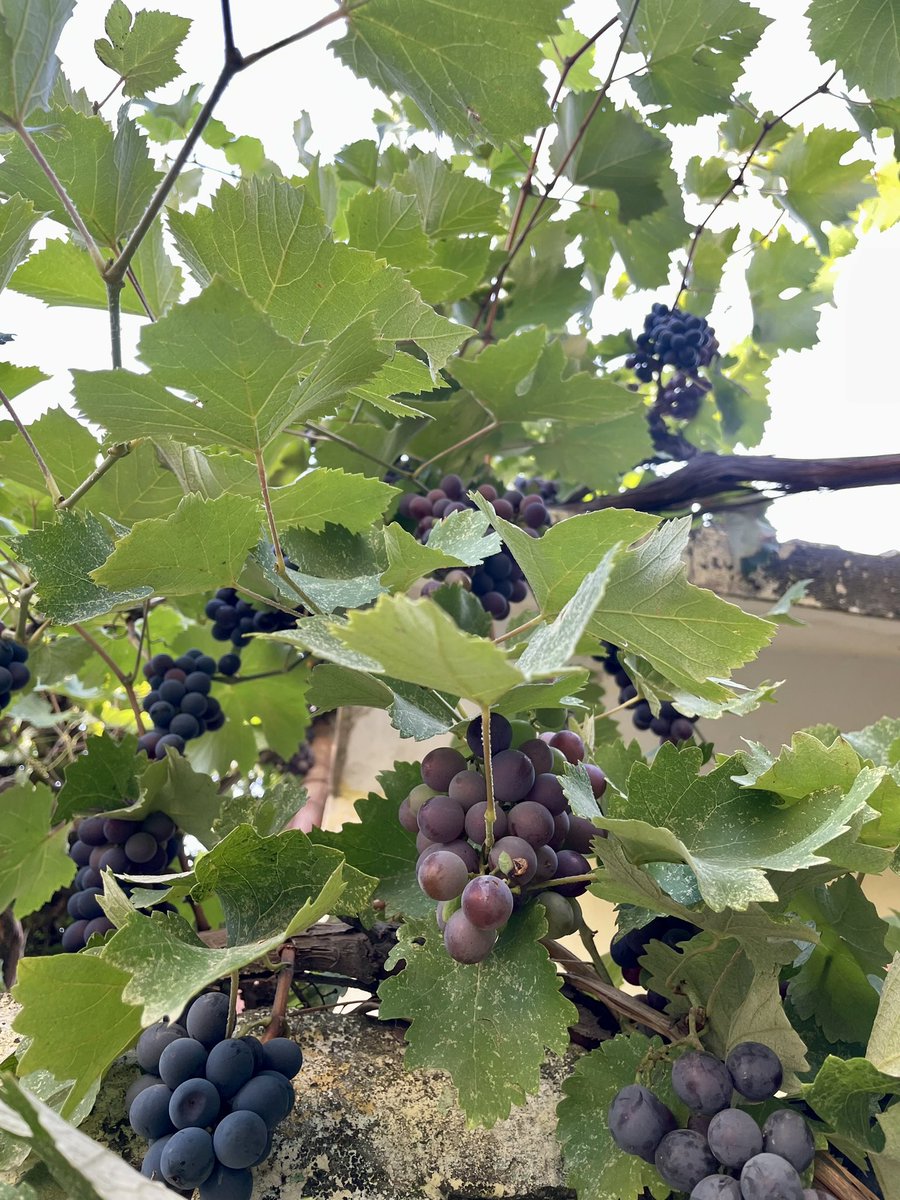 HamzaKeBook's tweet photo. 🍇 https://t.co/EJxglkLpz9