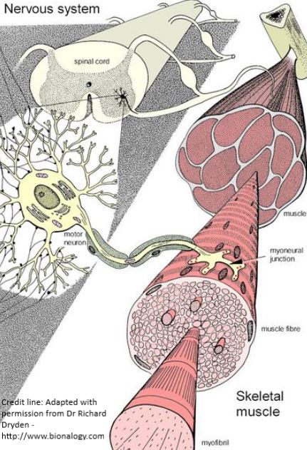 BMJBestPractice's tweet photo. #MNDAwarenessWeek A gene-time-environment hypothesis has been put forward for #motorneurondisease, suggesting that genetic susceptibility, age-related cellular damage, and a burden of environmental exposures may combine to trigger the disease https://t.co/pQb30hI6c4
#MND #ALS https://t.co/cvbxaizc2t