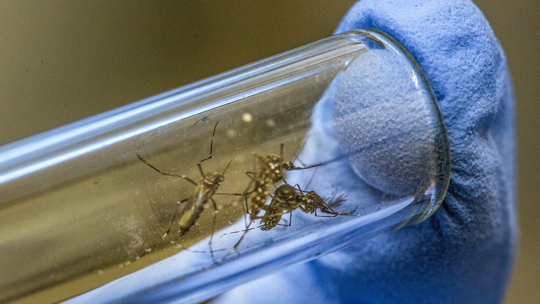 Moscú: EE.UU. intenta crear insectos portadores de ébola, HIV y hepatitis B

'Ya se han obtenido cultivos de mosquitos infectados con el virus de la hepatitis B', señaló el Ministerio de Defensa de Rusia.

es-rt.com/J8ru