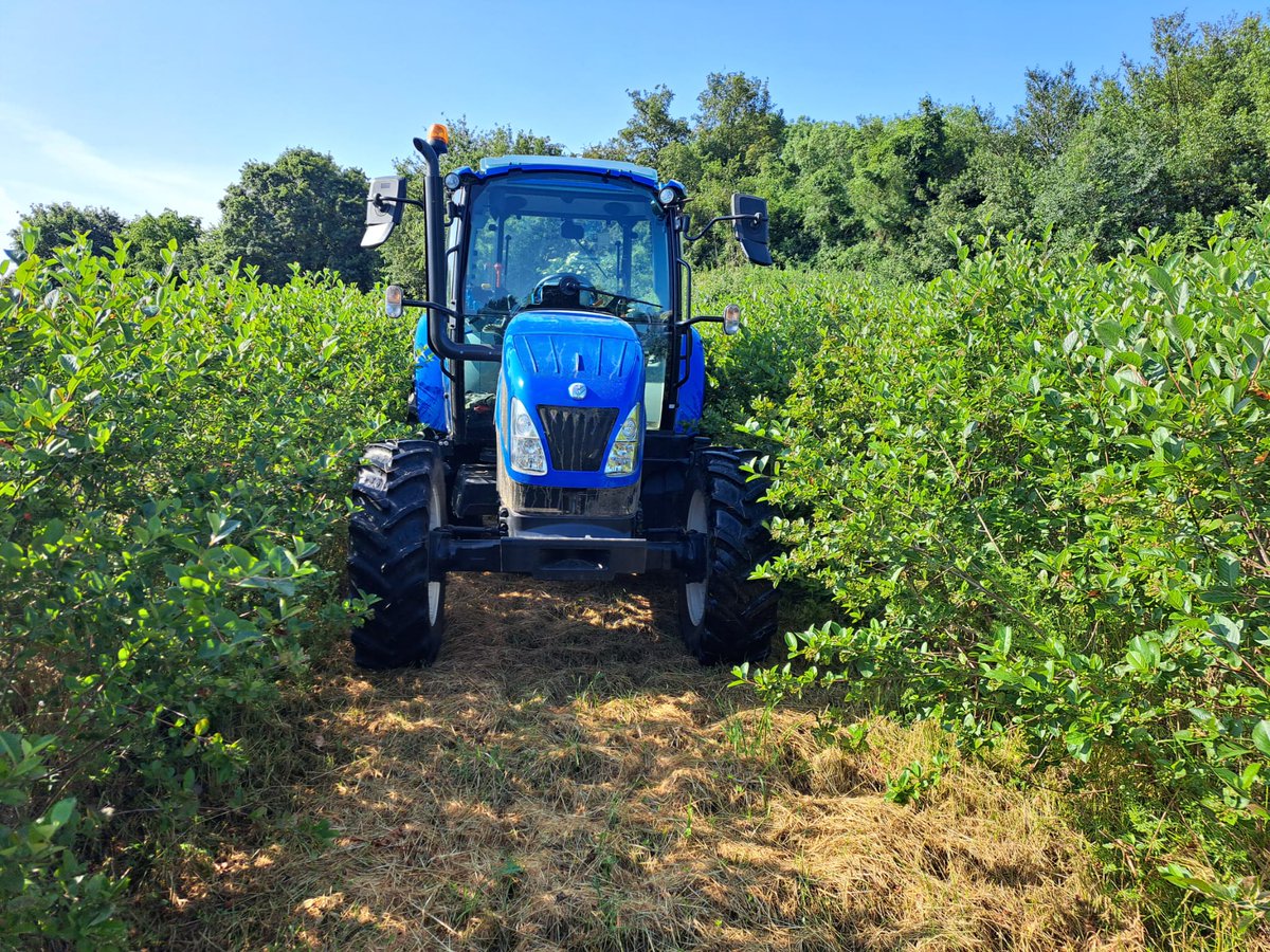 🎼Just another mowing Monday!!

We know you now have that song in your head!!

Busy few days for Andrew mowing the alleys across the #aronia berry plantation here in sunny #Kent! 

#mondaymorning #farmlife #aroniaberries