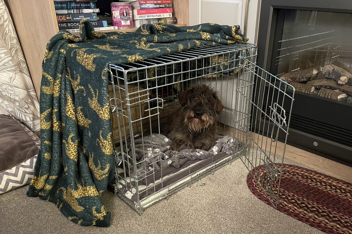 flintheborder's tweet photo. Puppy sitting Gertie the Cockapoo. Ulf likes her cage better then she does ! https://t.co/DgiVW2RMCQ