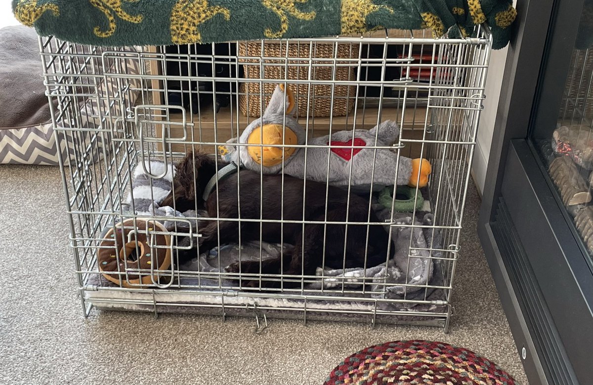 flintheborder's tweet photo. Puppy sitting Gertie the Cockapoo. Ulf likes her cage better then she does ! https://t.co/DgiVW2RMCQ