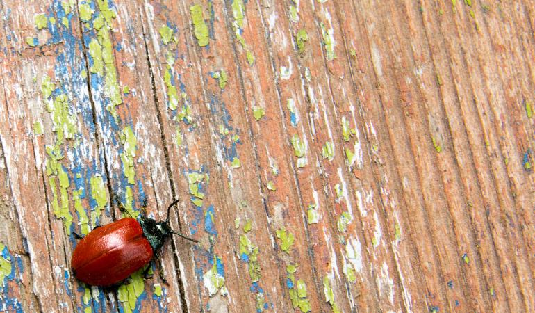 Op 11 oktober organiseren het ministerie van I&amp;W en het KNB een symposium over de verbreding van de toepassing van IPM. De dag start met een introductie van het principe van IPM en de ervaringen ermee. Daarna zijn er deelsessies. Meer info en aanmelden via kennisnetwerkbiociden.nl/nieuws/symposi…