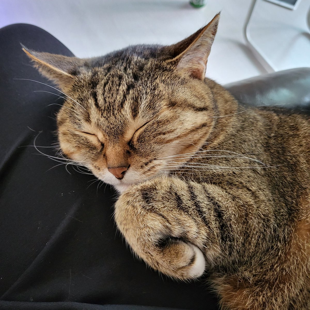 이러면 동글동글동그랗쥬기엽쥬심장아프쥬일어날수없쥬