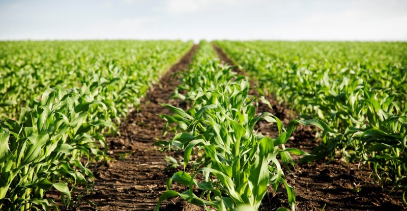 Farming Future Food tweet media