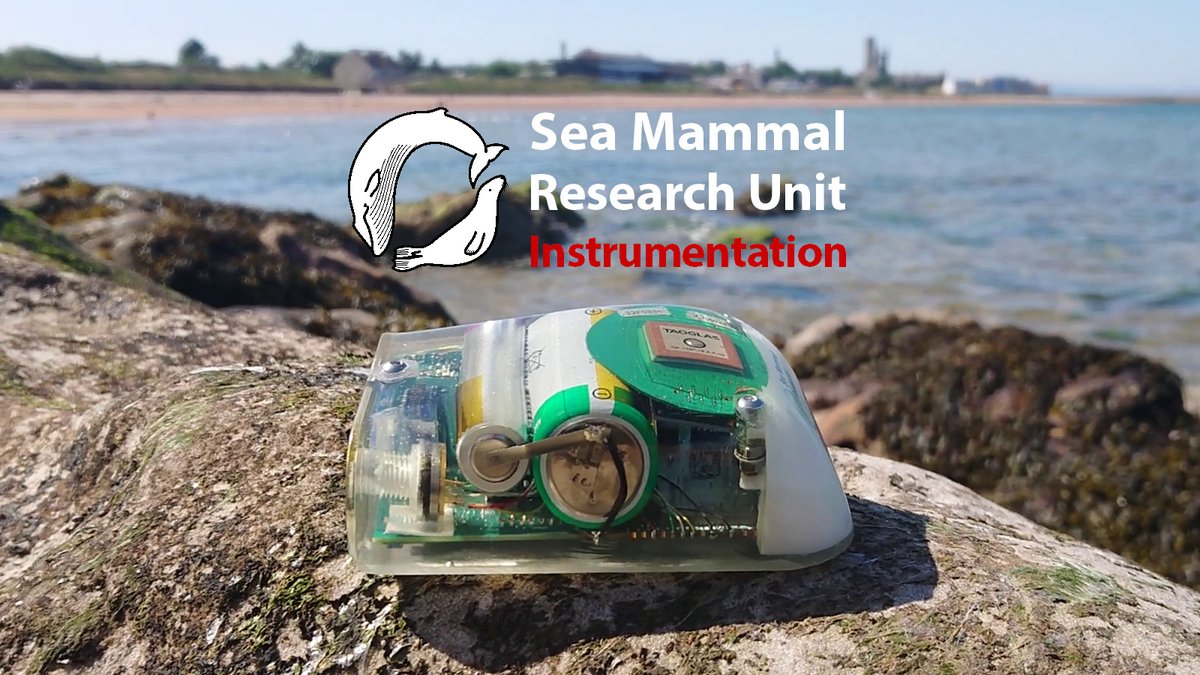 We are still looking for a new Head of <a href="/_SMRU_/">SMRU (now posting at Bluesky)</a> Instrumentation to join us in #StAndrews making and developing of our range of #marine #electronic #biologging tags. 

#Vacancy #Engineering #Science #AnimalBehaviour #Ecology #Physiology #Oceanography

vacancies.st-andrews.ac.uk/Vacancies/I/40…